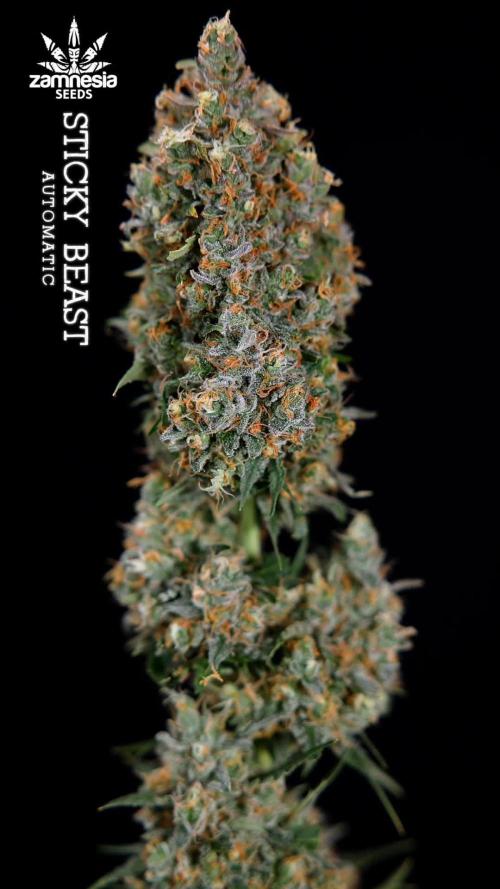 Sticky Beast Auto - Zamnesia - B&B