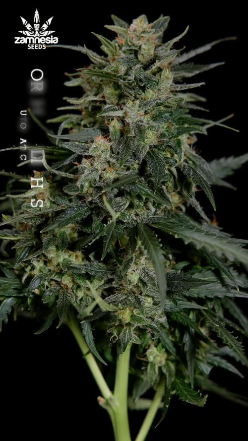 Northern Lights Auto - Zamnesia - B&B