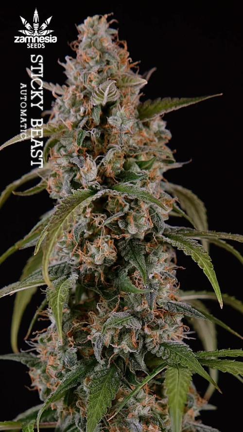 Sticky Beast Auto - Zamnesia - B&B