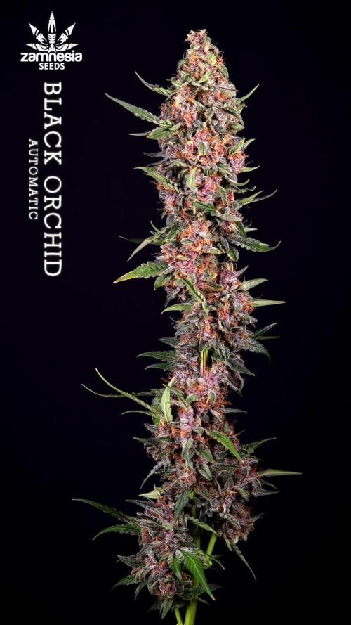 Black Orchid Auto - Zamnesia - B&B