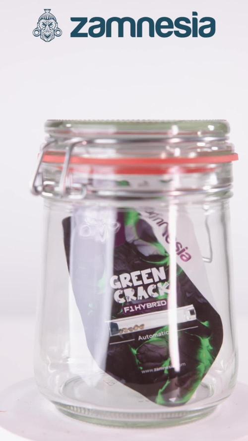 G Crack F1 Auto - Zamnesia x B&B