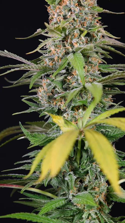 Cosmic Noodles - Zamnesia - B&B