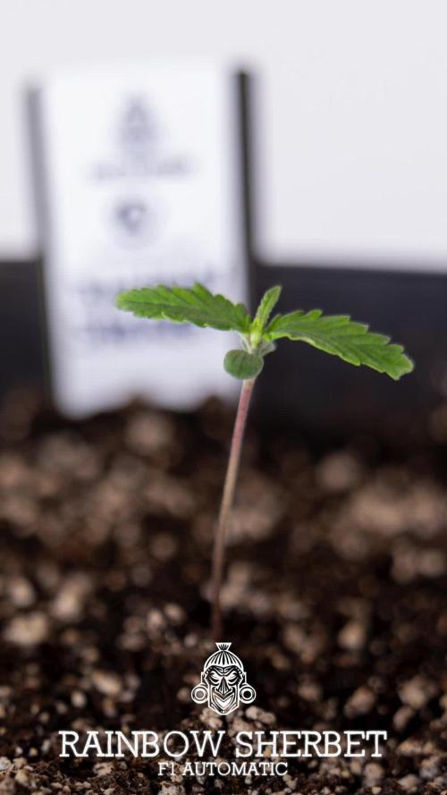 Green Cure CBD F1 Auto - Zamnesia x B&B