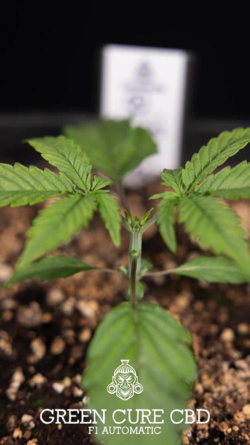 Green Cure CBD F1 Auto - Zamnesia x B&B