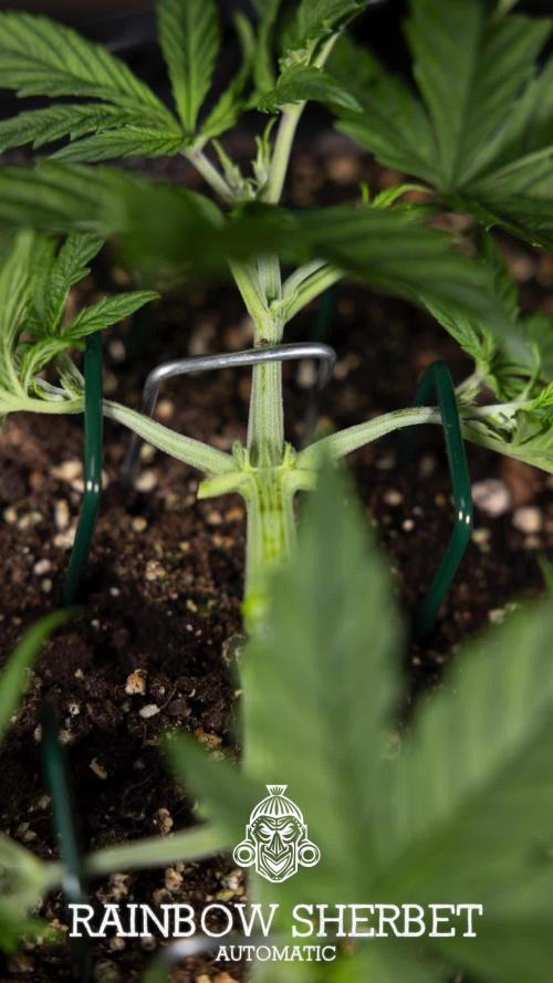 Ghost Train Haze Auto - Zamnesia x B&B