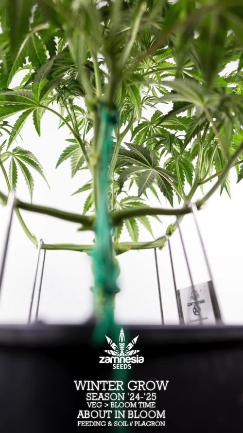 Green Cure CBD F1 Auto - Zamnesia x B&B