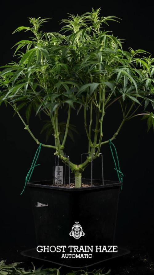 Ghost Train Haze Auto - Zamnesia x B&B