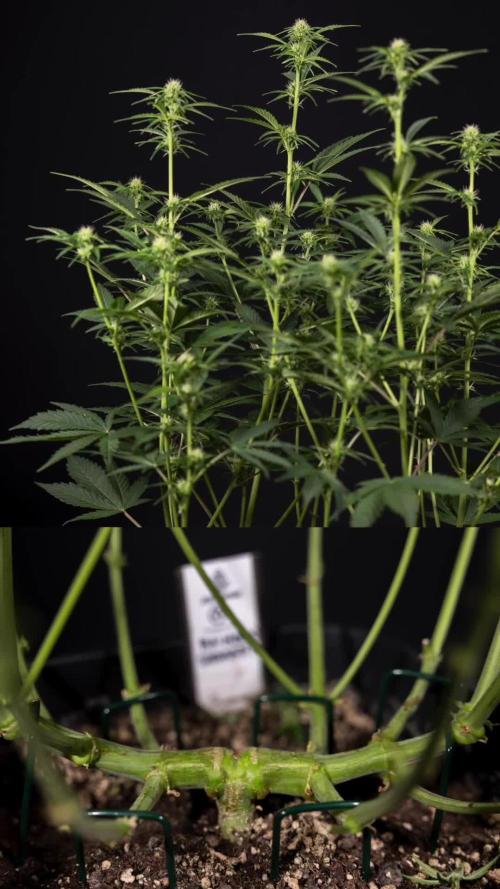 Green Cure CBD F1 Auto - Zamnesia x B&B