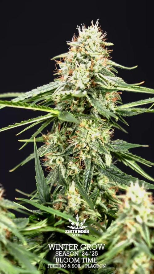 Green Cure CBD F1 Auto - Zamnesia x B&B