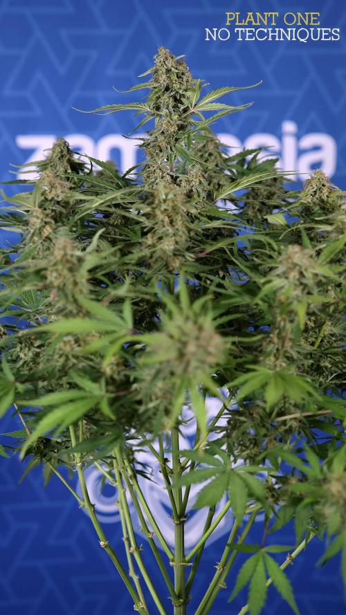 Green Cure CBD F1 Auto - Zamnesia x B&B