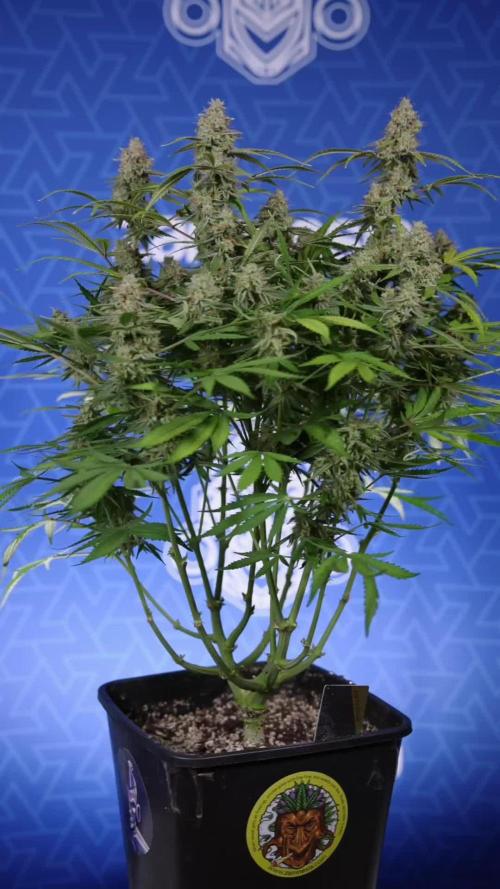 G Crack F1 Auto - Zamnesia x B&B