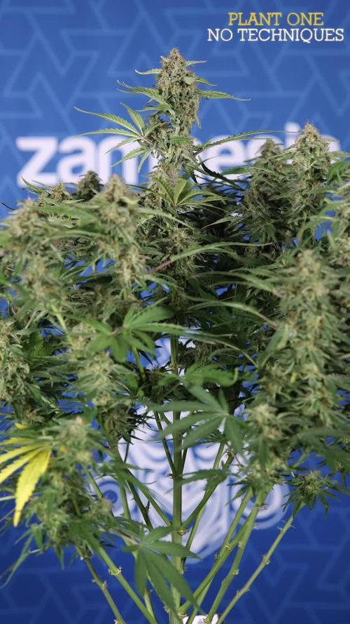 Green Cure CBD F1 Auto - Zamnesia x B&B