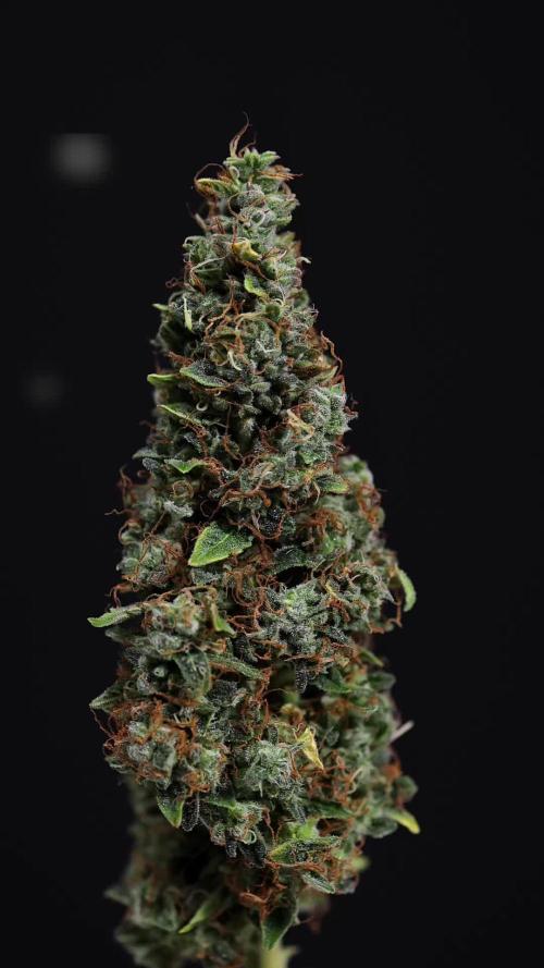 Ghost Train Haze Auto - Zamnesia x B&B