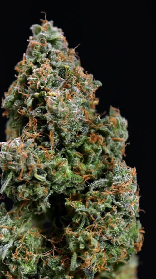 G Crack F1 Auto - Zamnesia x B&B