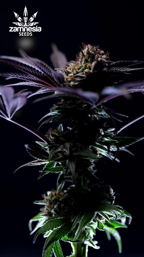 Black Diamond  - Zamnesia x B&B