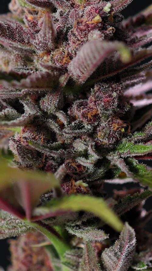 Slurricane  - Zamnesia x B&B