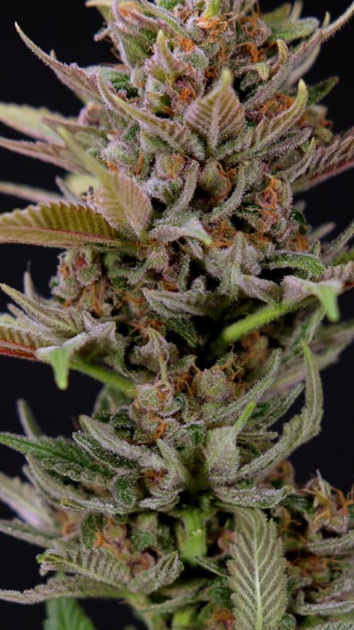Purple Urkle - Zamnesia x B&B
