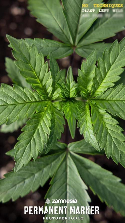 Super Boof 2 // Zamnesia x B&B