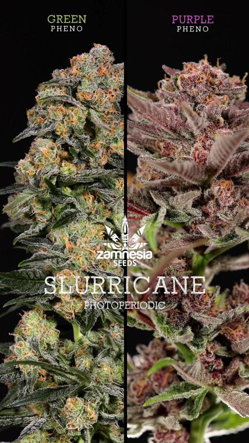 Slurricane  - Zamnesia x B&B