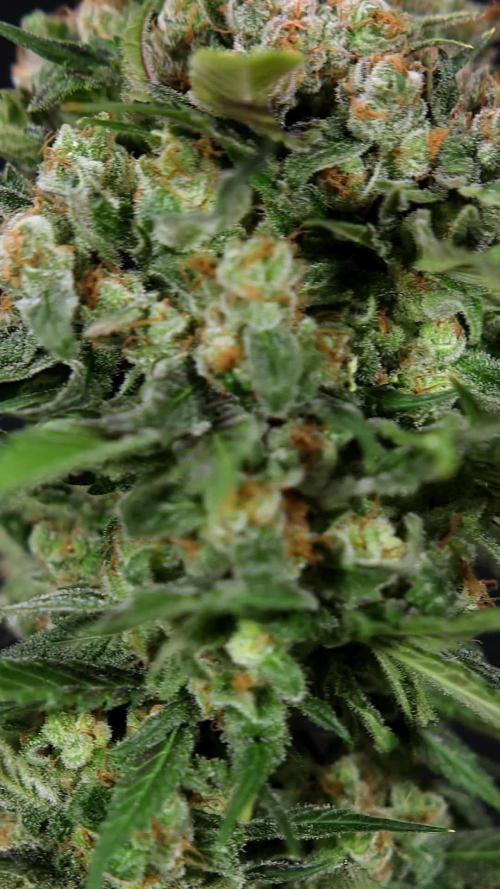 Jet Fuel - Zamnesia x B&B