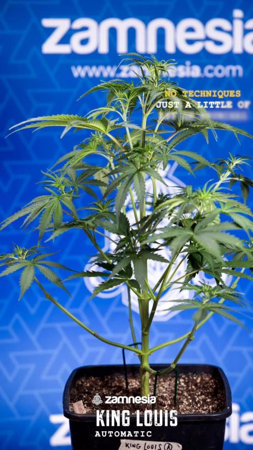 White Truffle 1 // Zamnesia x B&B