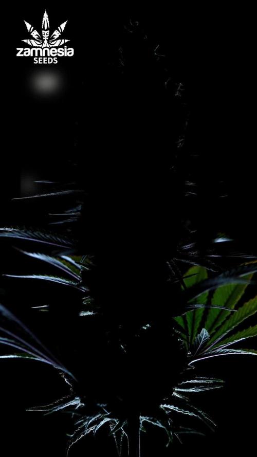 Black Runtz - Zamnesia x B&B