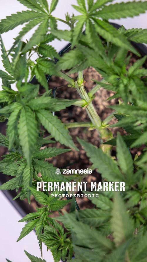 Blue Dream 1 // Zamnesia x B&B