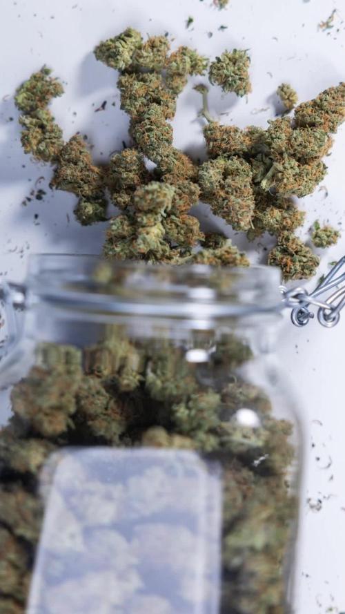 Green Cure CBD F1 Auto - Zamnesia x B&B