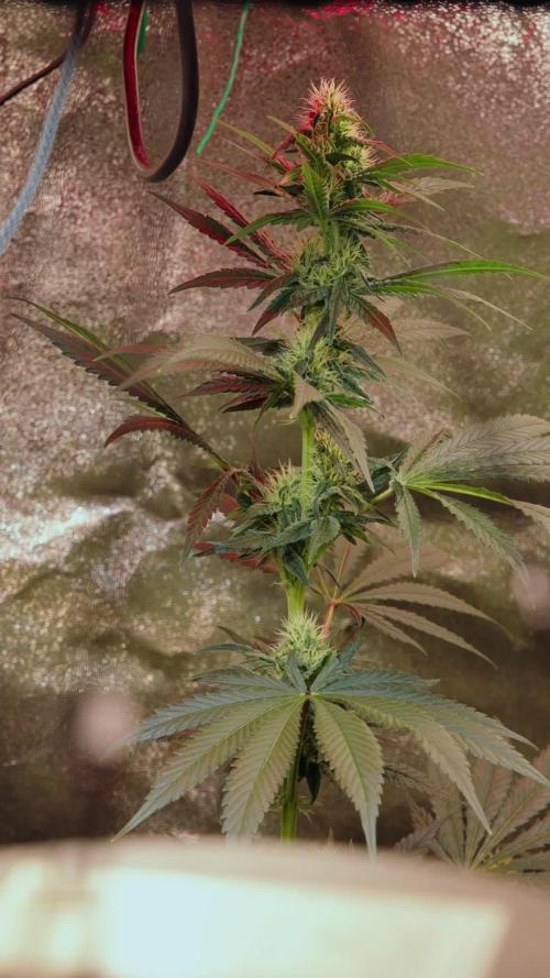 Blue Dream 1 // Zamnesia x B&B