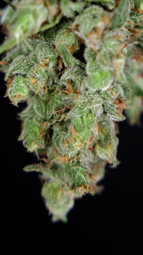Fruit Punch Auto 1 // Zamnesia x B&B