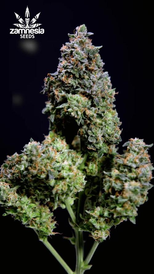 Fruit Punch Auto 2 // Zamnesia x B&B