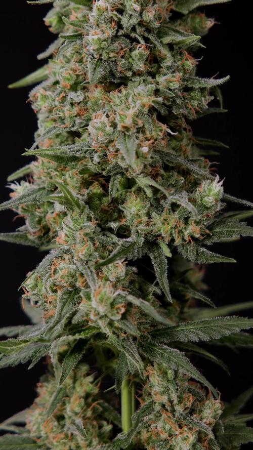 Blue Dream 1 // Zamnesia x B&B