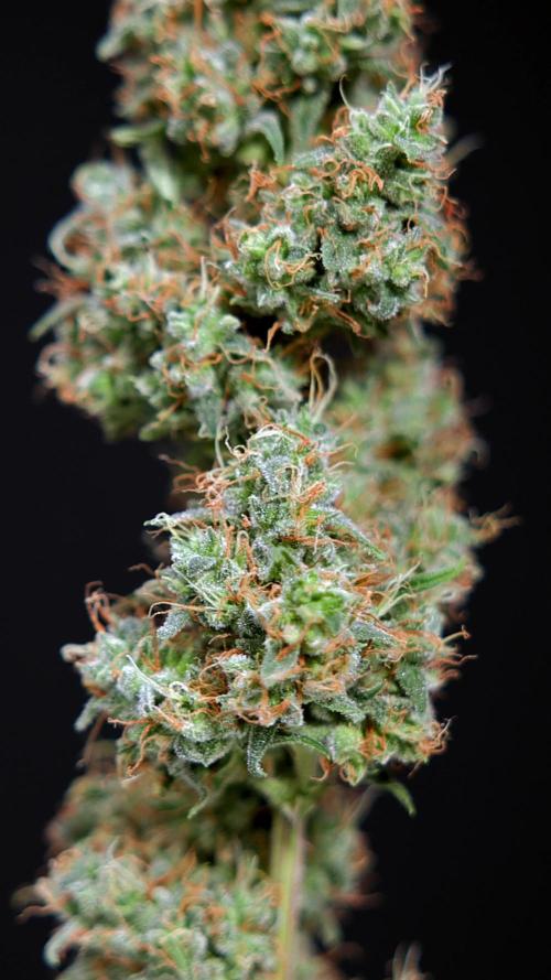 Zookies Auto 1 // Zamnesia x B&B