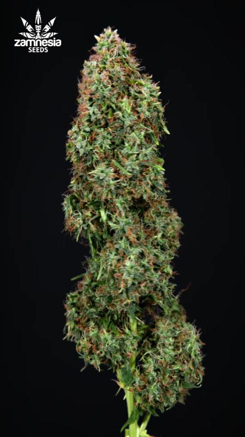 Trainwreck Auto 1 // Zamnesia x B&B