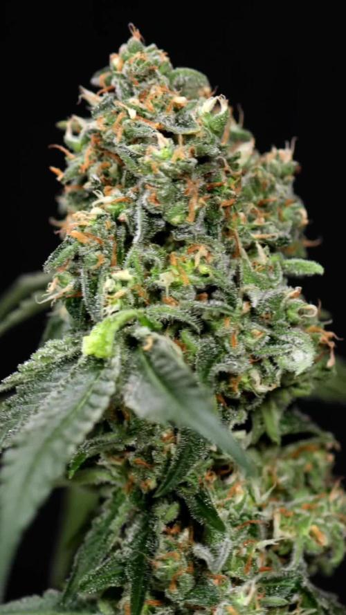 Tangerine Dream 2 // Zamnesia x B&B