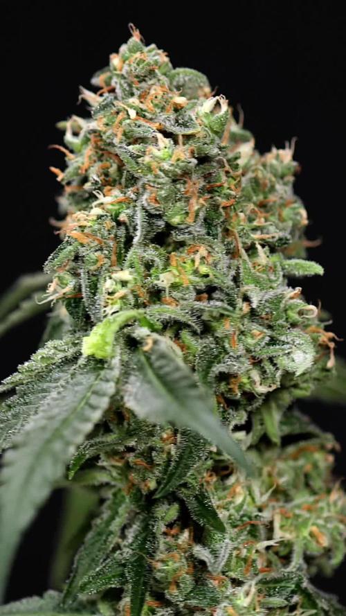 Tangerine Dream 2 // Zamnesia x B&B