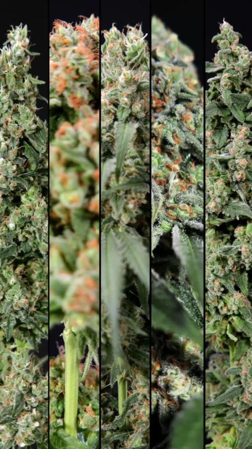 Tangerine Dream 2 // Zamnesia x B&B