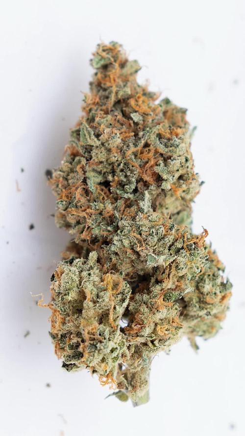 Fruit Punch Auto 2 // Zamnesia x B&B