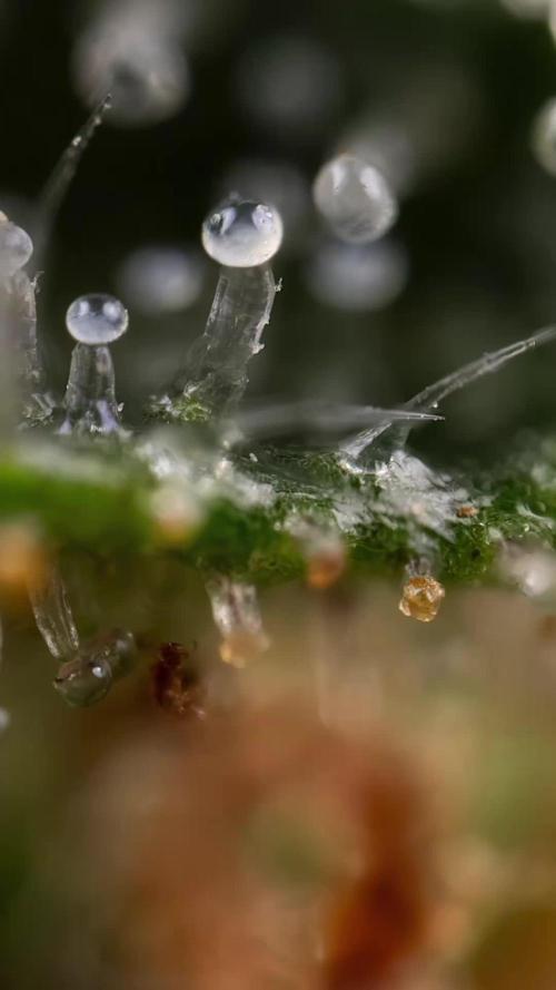 Trainwreck Auto 2 // Zamnesia x B&B