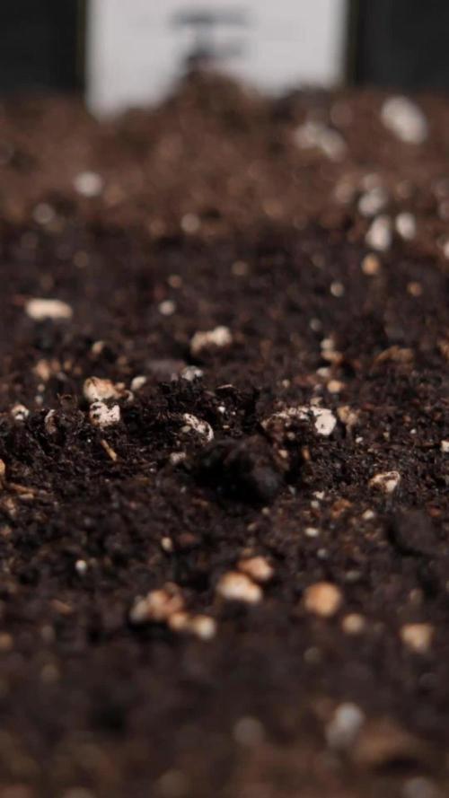 Critical Cheese Auto #1 - Zamnesia x B&B