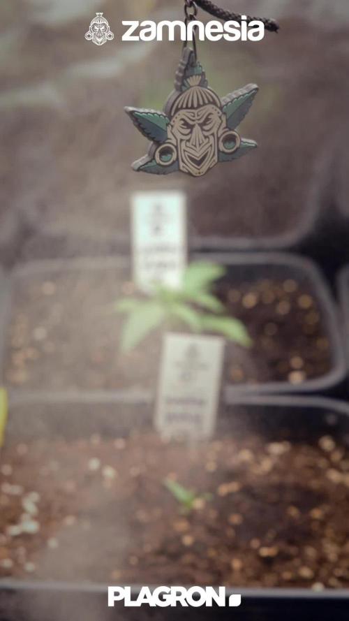 Karen Kush Auto II - Zamnesia x B&B