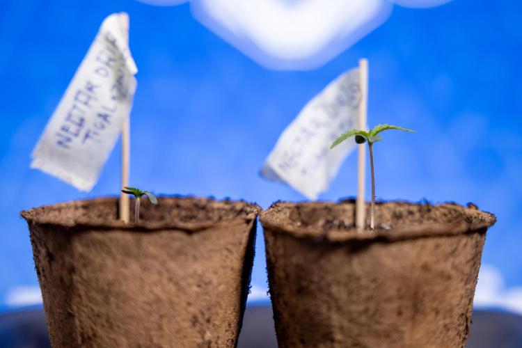 Nectar Drip - Zamnesia X Tical. Week 0