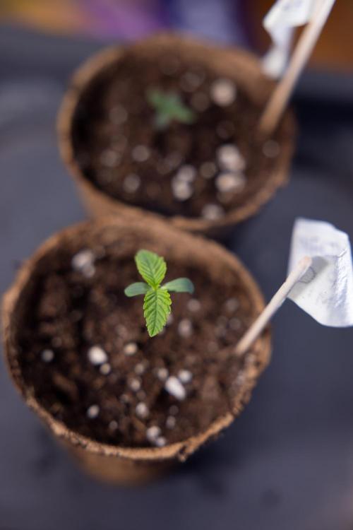 Nectar Drip - Zamnesia X Tical. Week 0