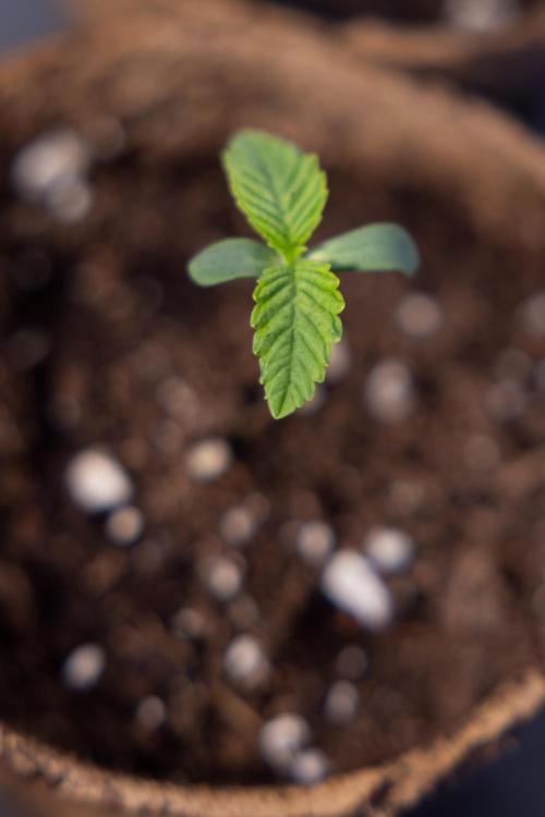 Nectar Drip - Zamnesia X Tical. Week 0