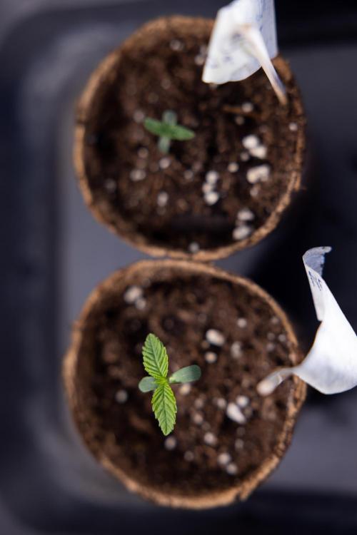 Nectar Drip - Zamnesia X Tical. Week 0