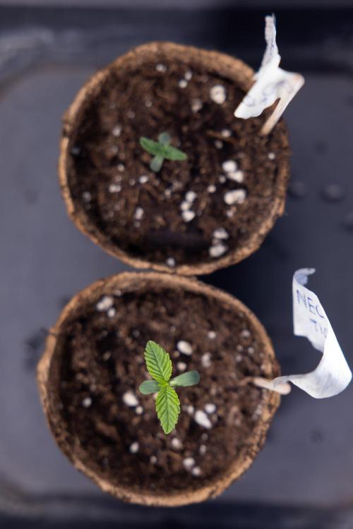 Nectar Drip - Zamnesia X Tical. Week 0