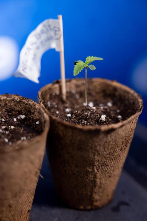 Nectar Drip - Zamnesia X Tical. Week 0