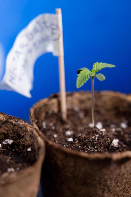 Nectar Drip - Zamnesia X Tical. Week 0