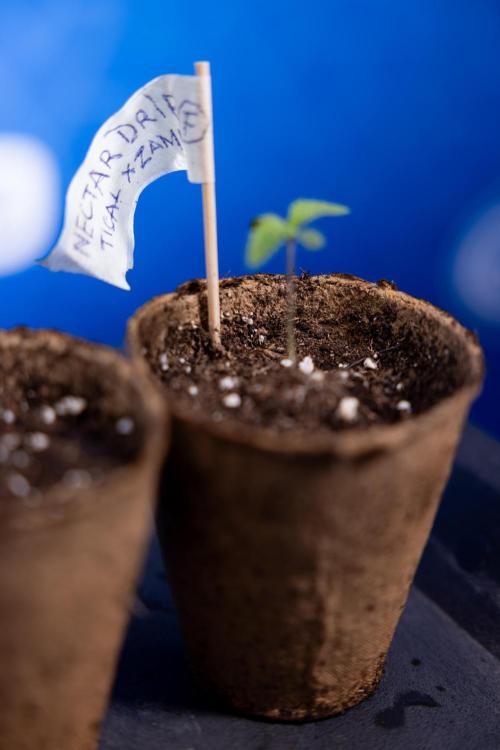 Nectar Drip - Zamnesia X Tical. Week 0