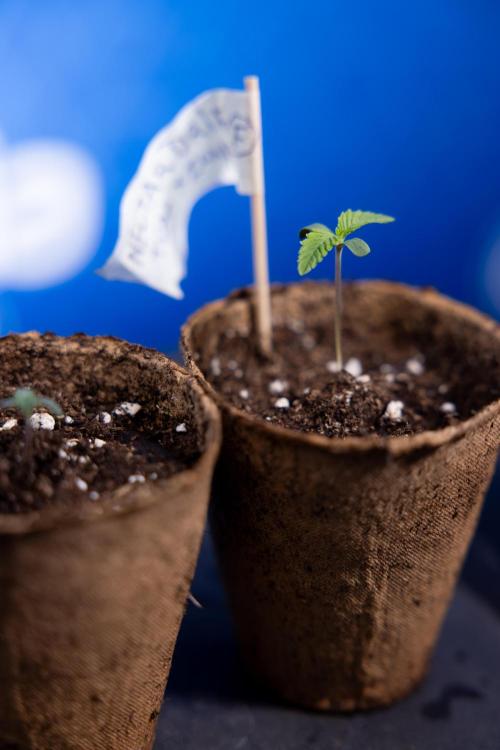 Nectar Drip - Zamnesia X Tical. Week 0